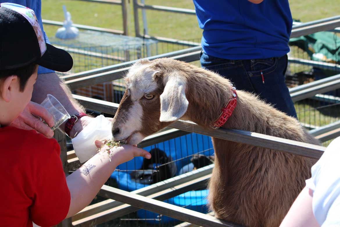 petting zoo